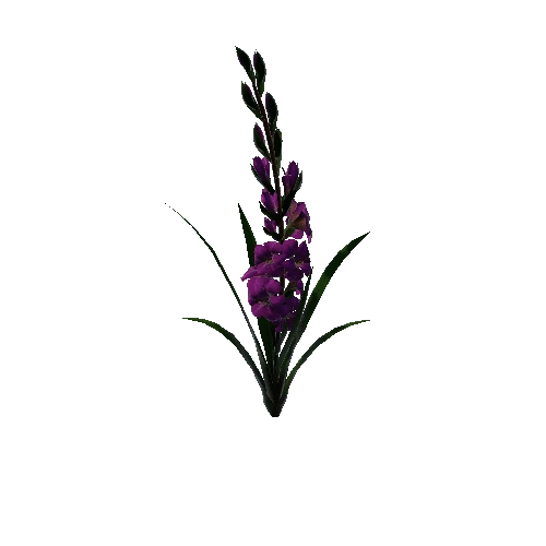 flower gladiolus 3.3
